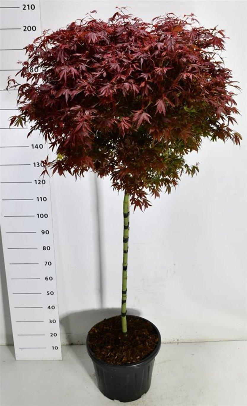 Горшечные цветы и растения оптом Acer Palm Shaina On Stem от 1шт из Голландии с доставкой по России