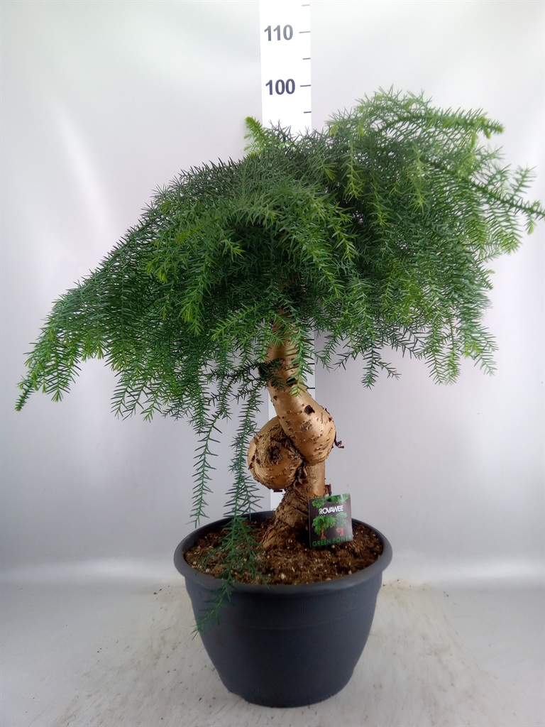 Горшечные цветы и растения оптом Araucaria ... от 1шт из Голландии с доставкой по России