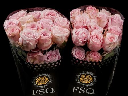 Срезанные цветы оптом Rosa large sweet 4 love+ от 50шт из Голландии с доставкой по России