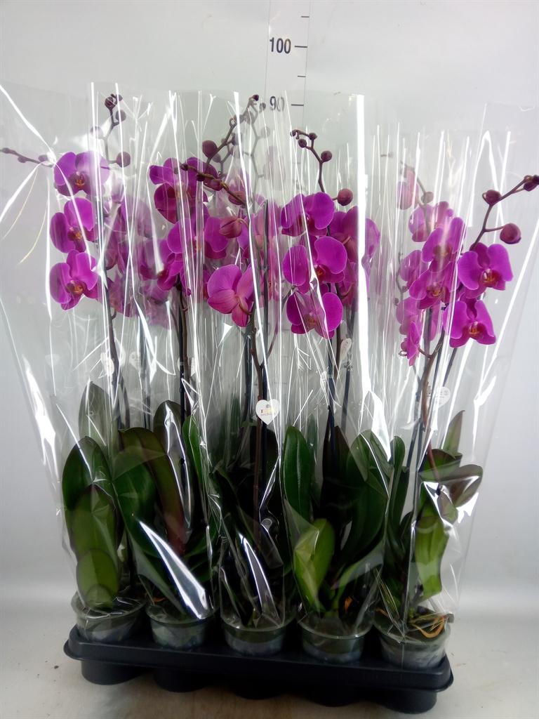Горшечные цветы и растения оптом Phalaenopsis   ...lilac от 10шт из Голландии с доставкой по России