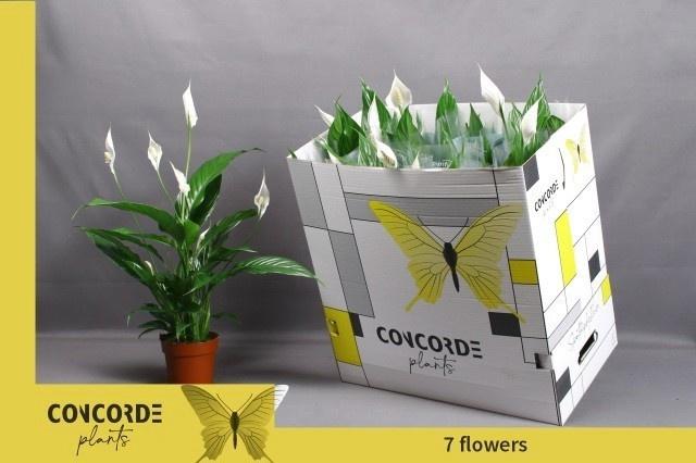 Горшечные цветы и растения оптом Spath Sweet Benito от 11шт из Голландии с доставкой по России