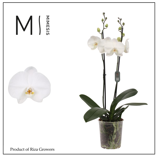 Горшечные цветы и растения оптом Phalaenopsis Ural 2 Spike - 12cm | Mimesis от 10шт из Голландии с доставкой по России