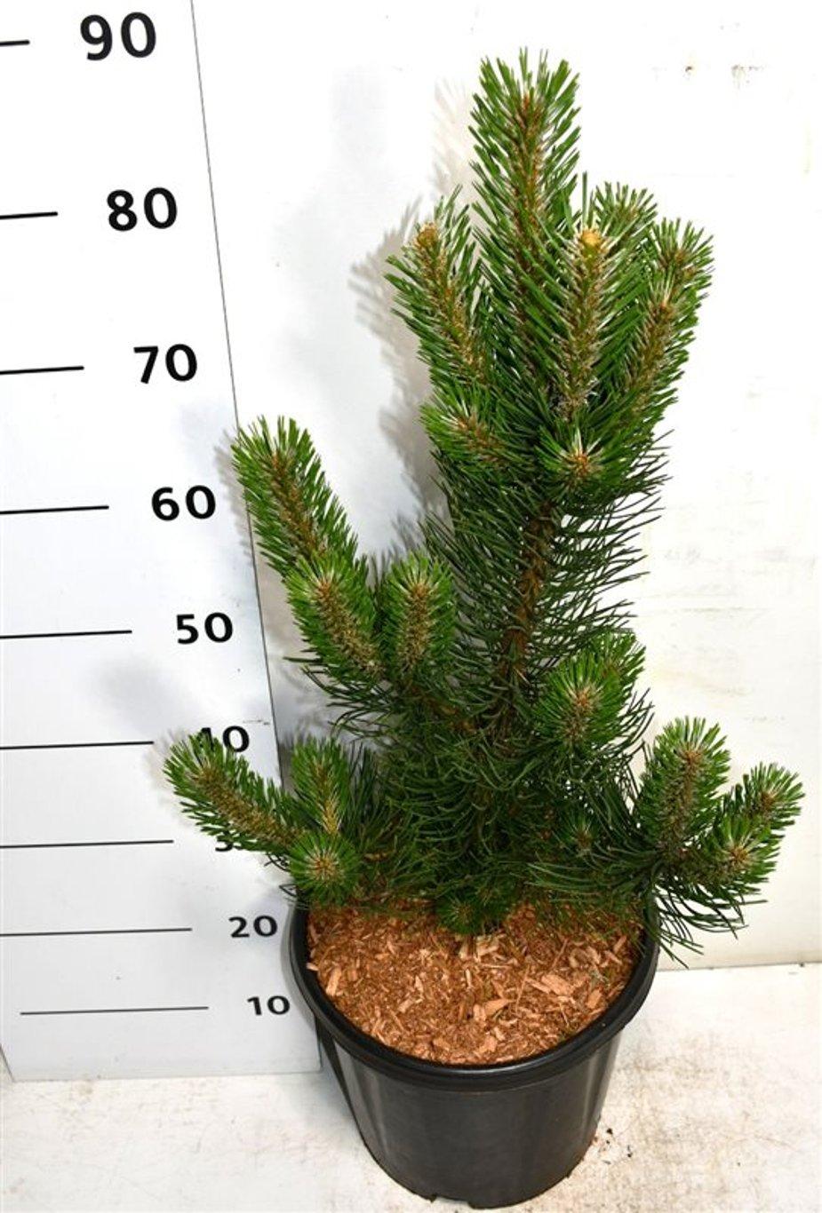 Горшечные цветы и растения оптом Pinus Nigra Oregon Green от 1шт из Голландии с доставкой по России