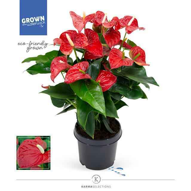 Горшечные цветы и растения оптом Anthurium Karma Red от 3шт из Голландии с доставкой по России