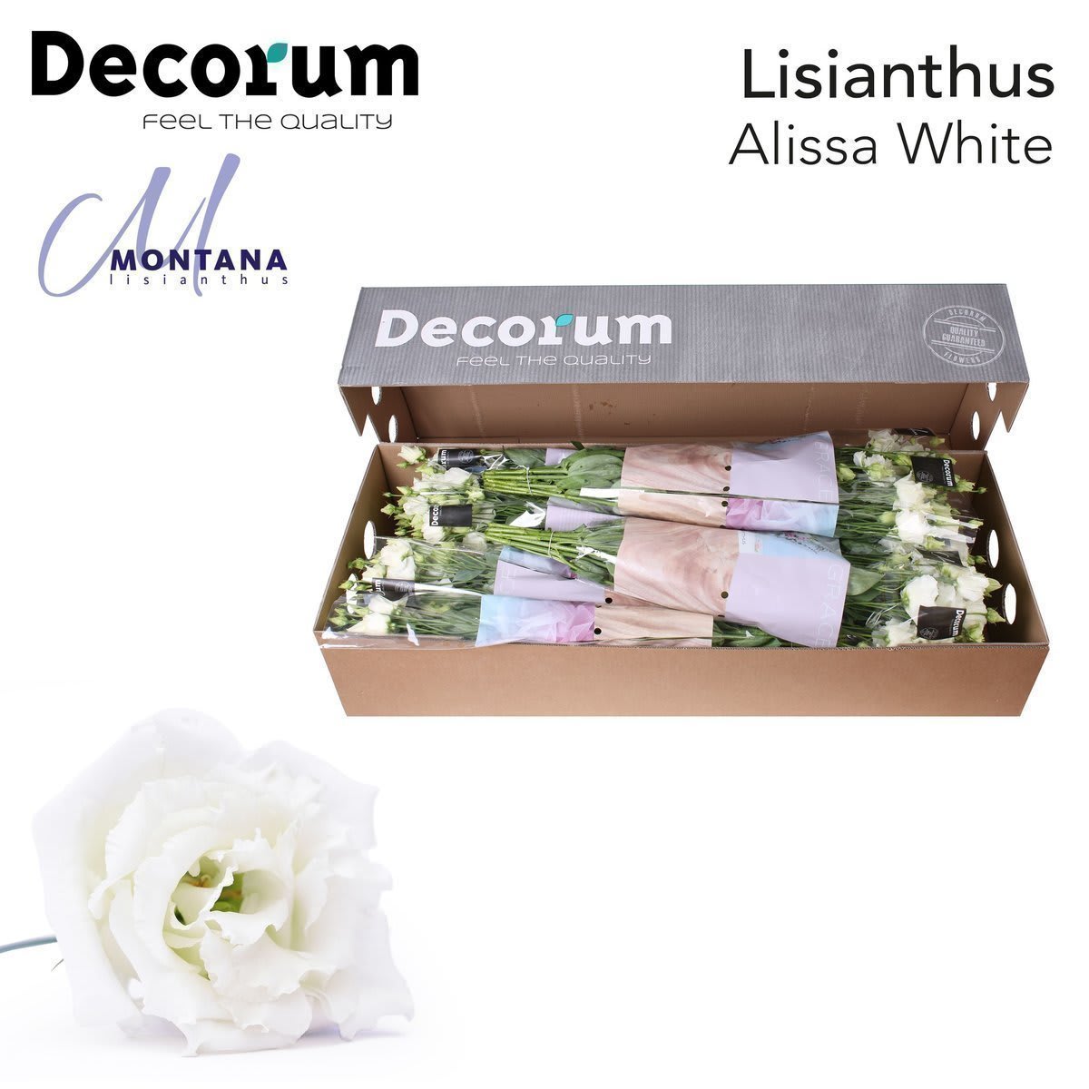Срезанные цветы оптом Lisianthus do alissa white A от 40шт из Голландии с доставкой по России