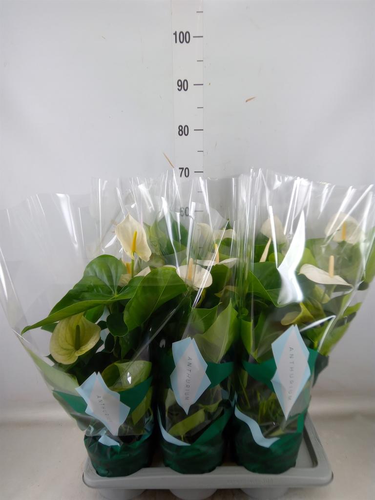 Горшечные цветы и растения оптом Anth An Samora 6+ (amazone) от 6шт из Голландии с доставкой по России