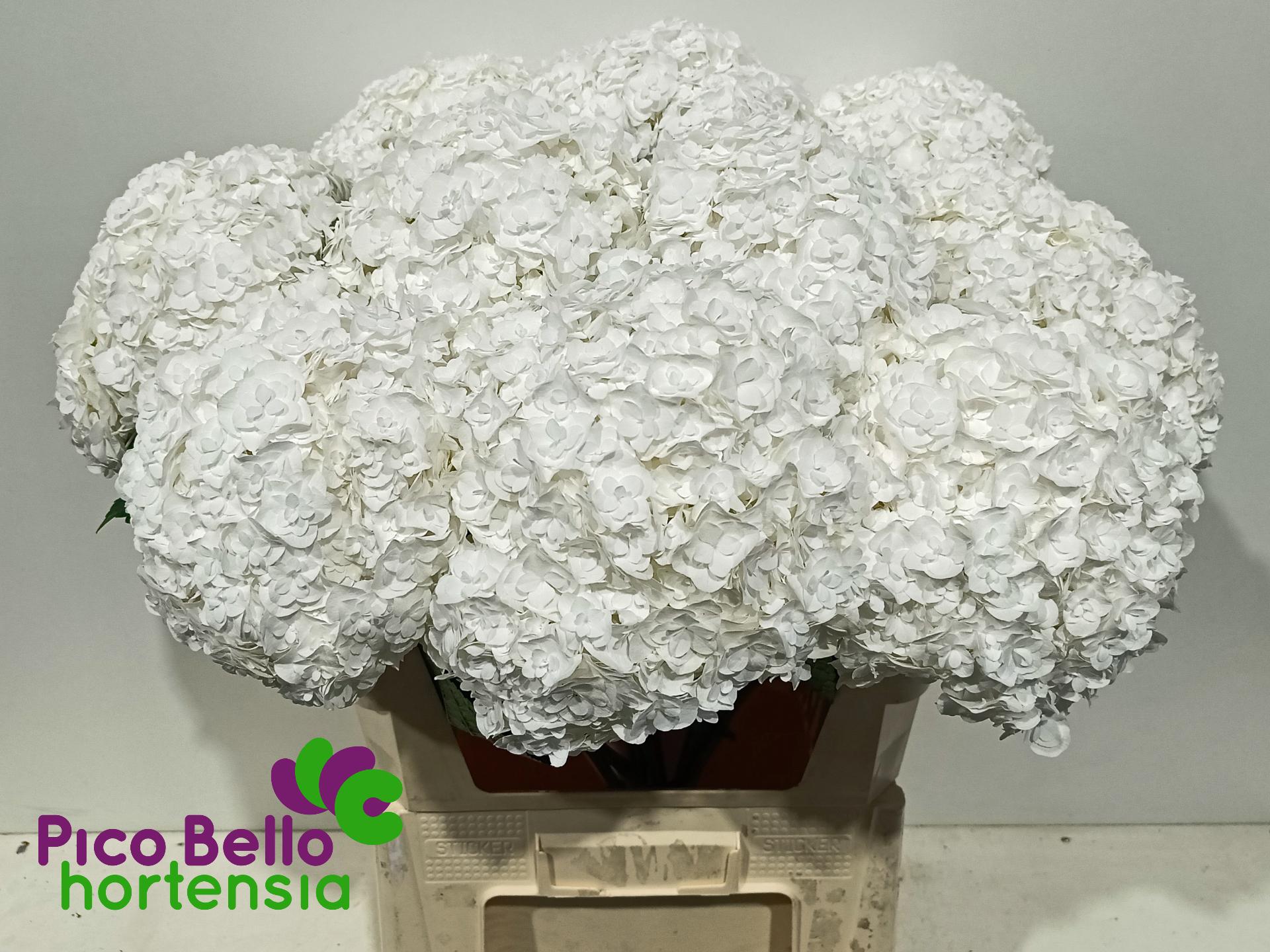 Срезанные цветы оптом Hydrangea royal highness от 10шт из Голландии с доставкой по России