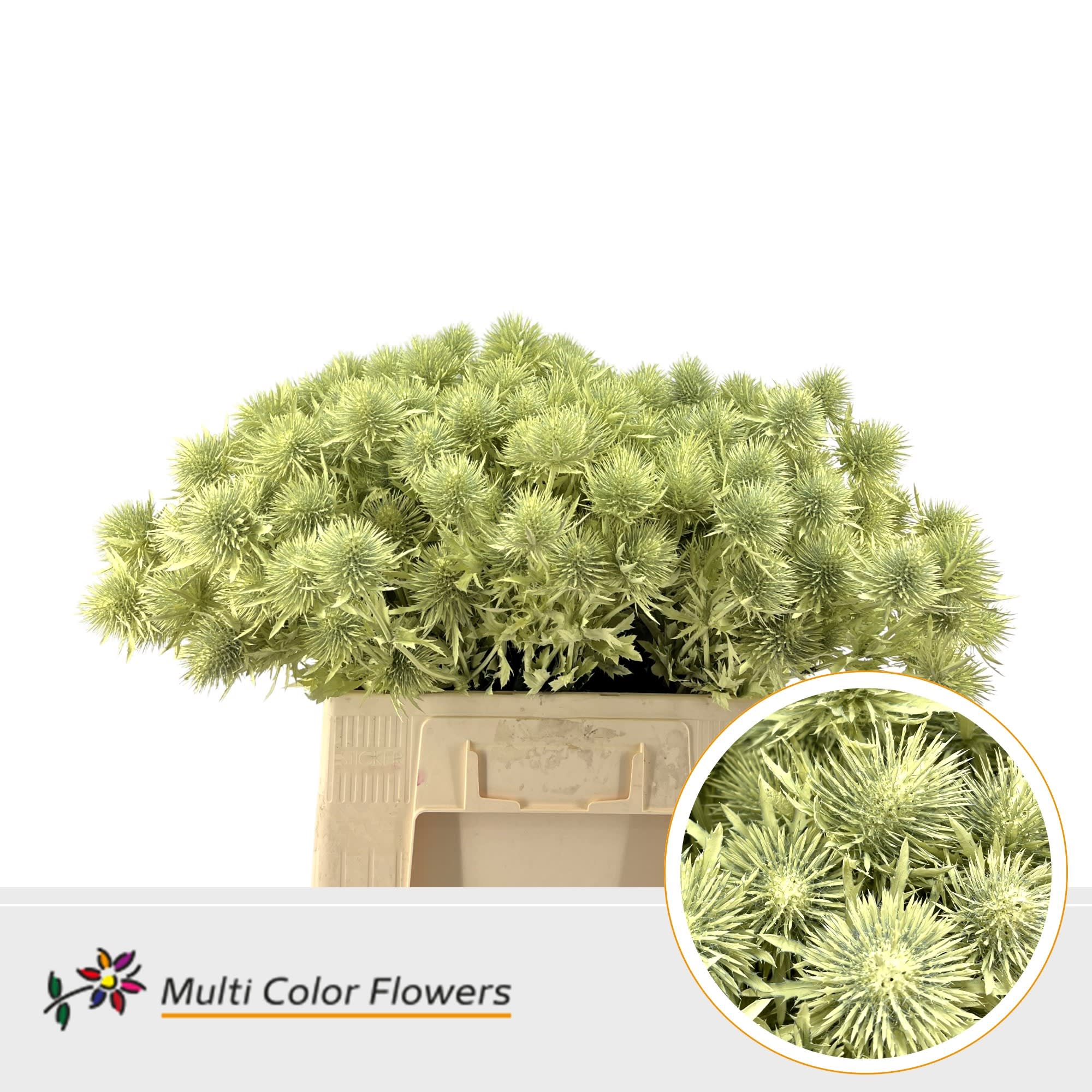 Срезанные цветы оптом Eryngium alpinum paint creme от 50шт из Голландии с доставкой по России
