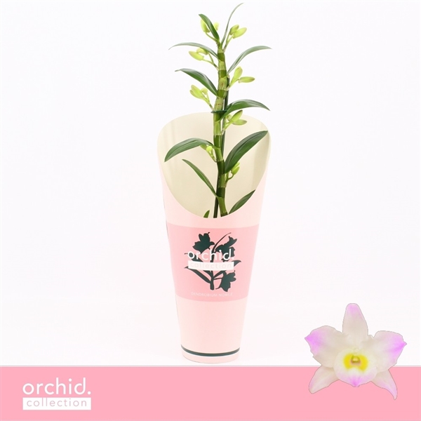 Горшечные цветы и растения оптом Dendr Nob 1st Kumiko Compact Orchid Collection от 6шт из Голландии с доставкой по России