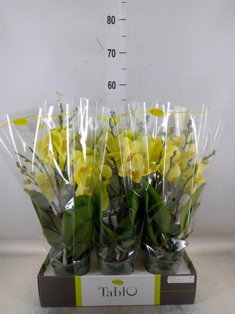 Горшечные цветы и растения оптом Phalaenopsis   ...yellow от 6шт из Голландии с доставкой по России