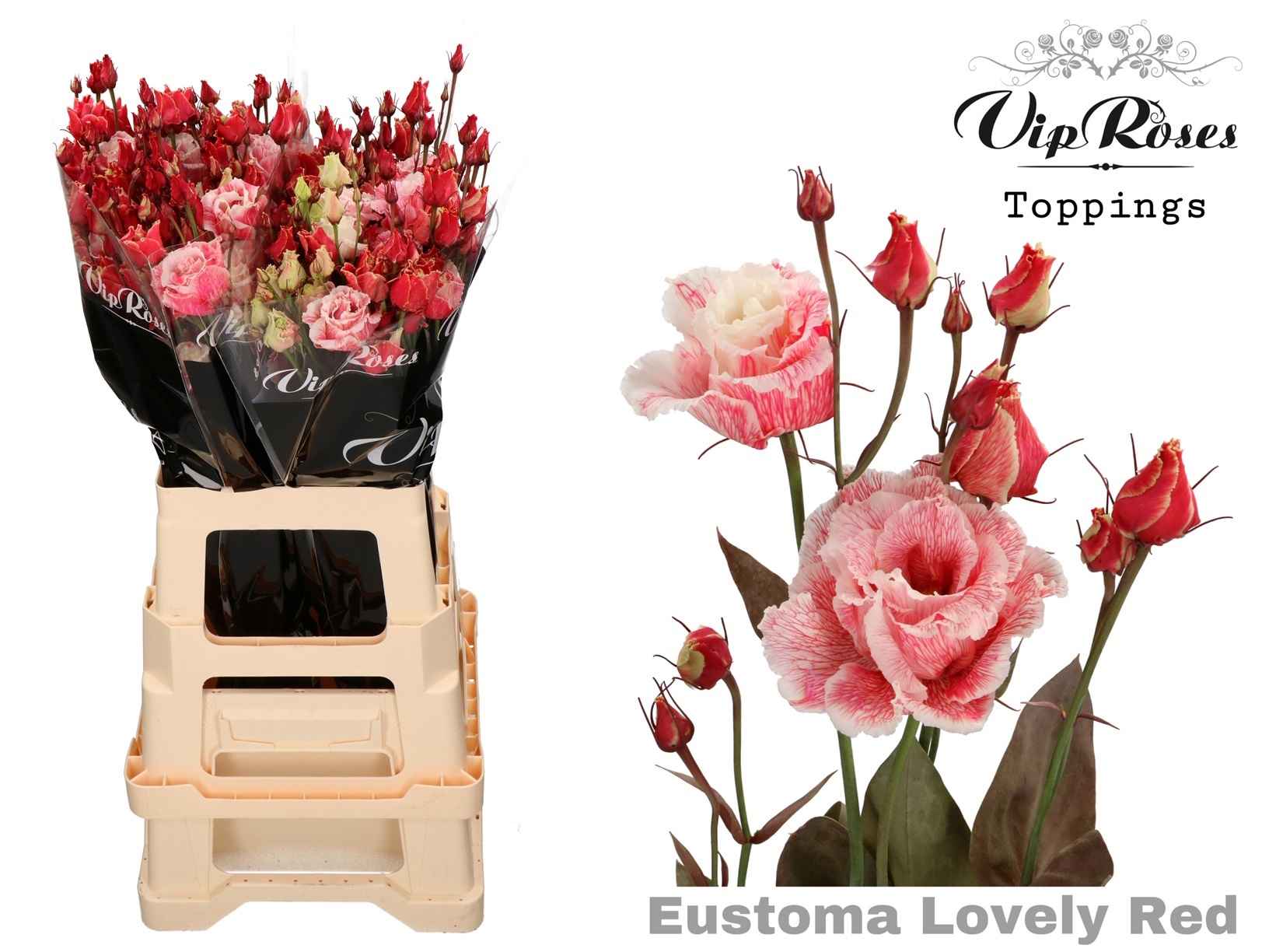 Срезанные цветы оптом Lisianthus do paint lovely red от 20шт из Голландии с доставкой по России