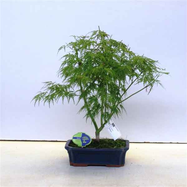 Горшечные цветы и растения оптом Bonsai Acer Palmatum Seiryu 25 Cm. от 3шт из Голландии с доставкой по России