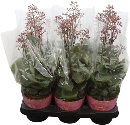 Горшечные цветы и растения оптом Kalanchoe Surprising Canyon Potcover от 6шт из Голландии с доставкой по России