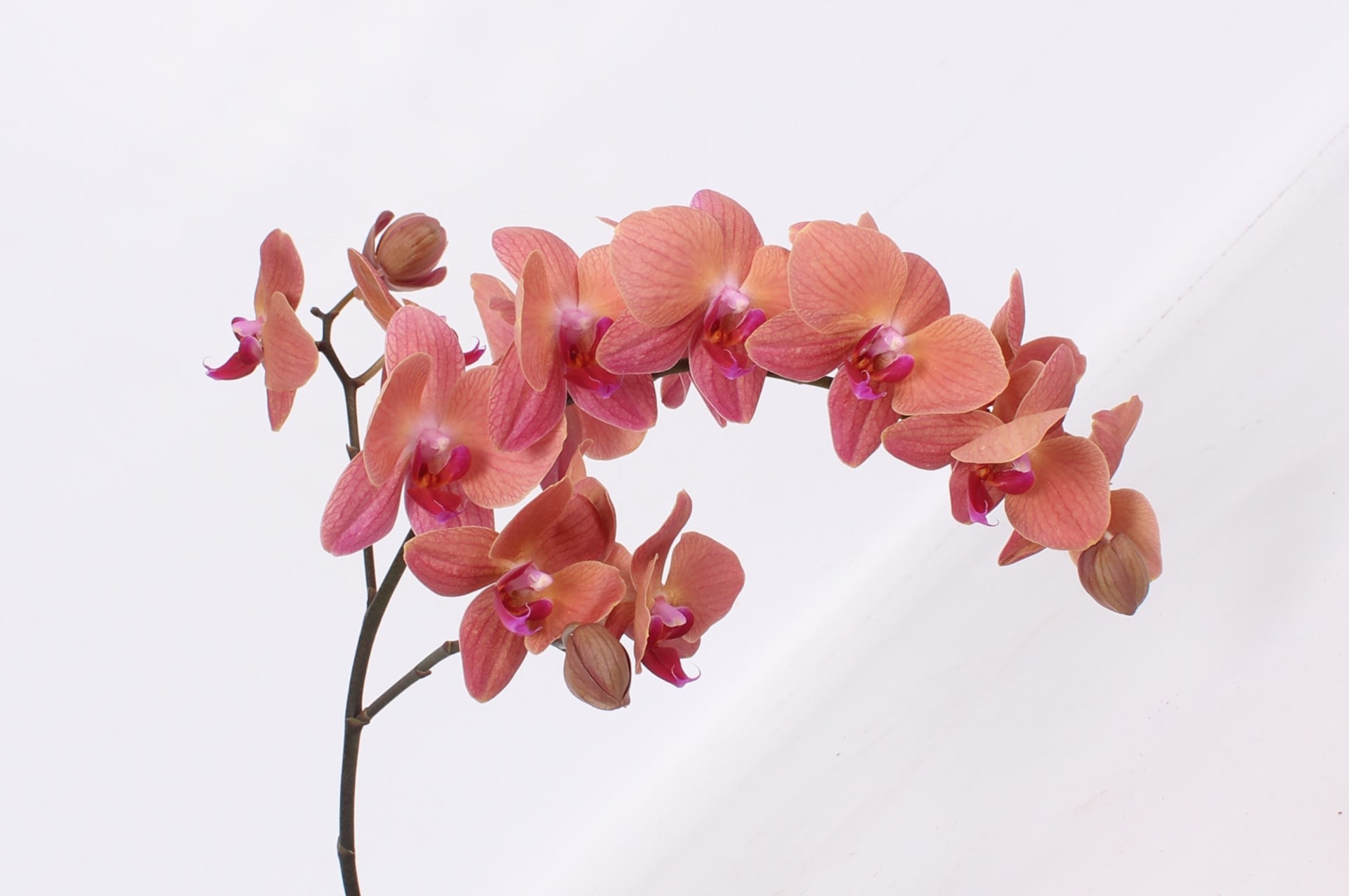 Срезанные цветы оптом Phalaenopsis ultimate brown per stem от 6шт... из Голландии с доставкой по России