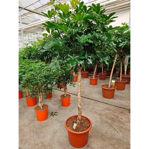 Горшечные цветы и растения оптом Schefflera Compacta от 1шт из Голландии с доставкой по России