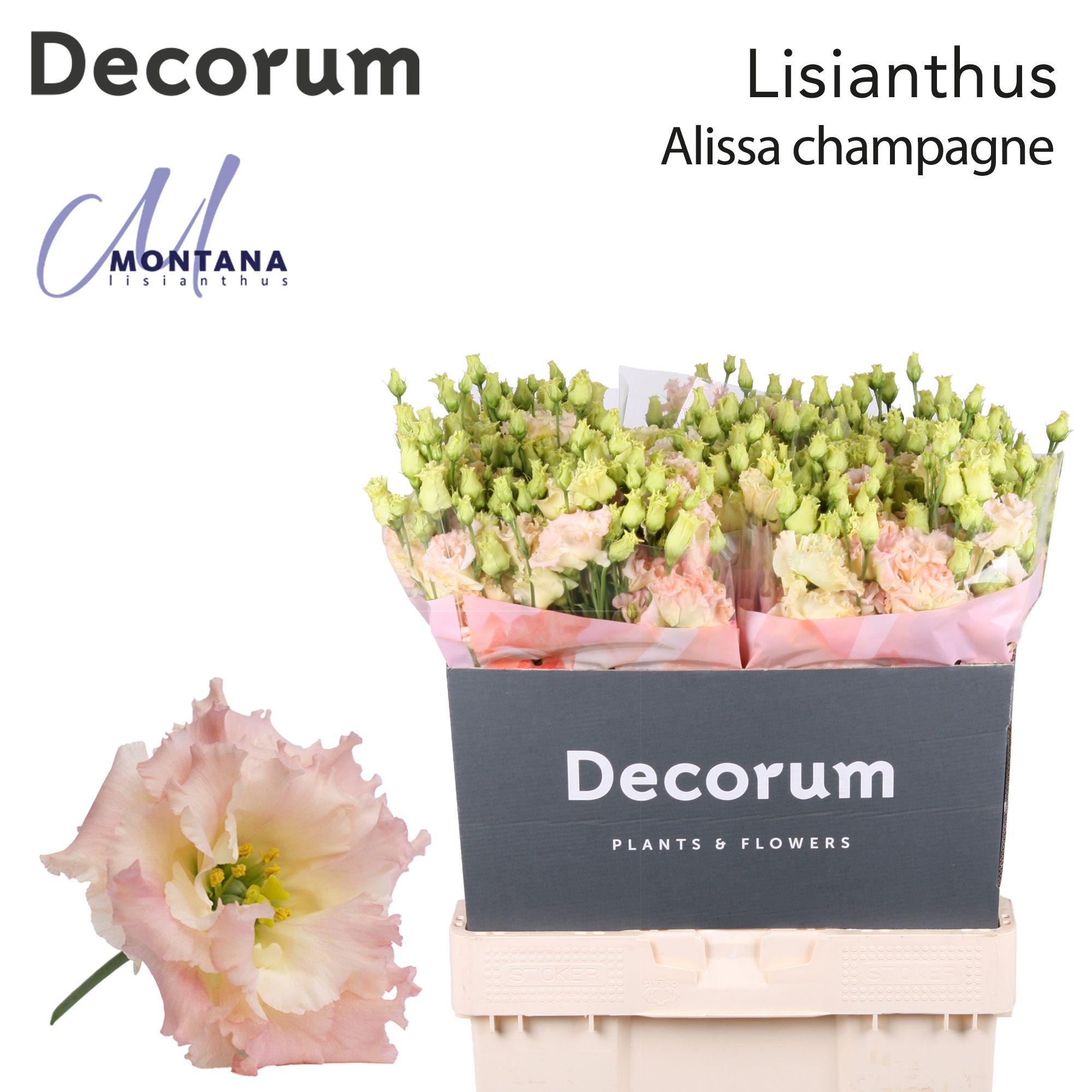 Срезанные цветы оптом Lisianthus do alissa champagne от 60шт из Голландии с доставкой по России