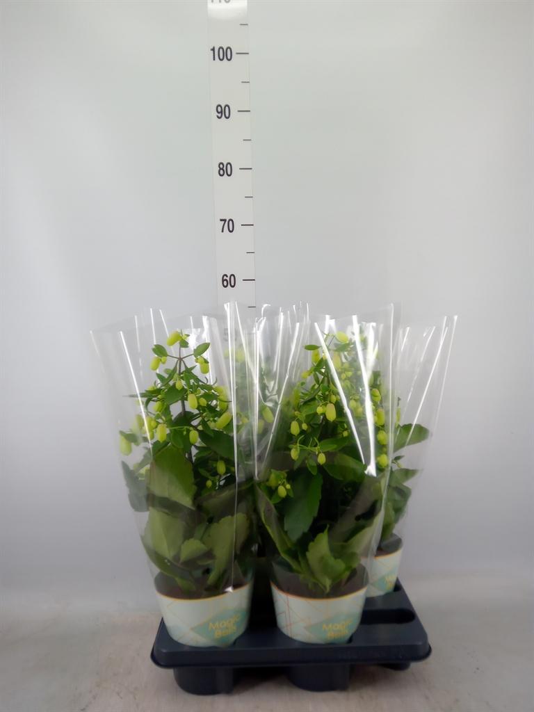 Горшечные цветы и растения оптом Kalan Magic Bell от 4шт из Голландии с доставкой по России