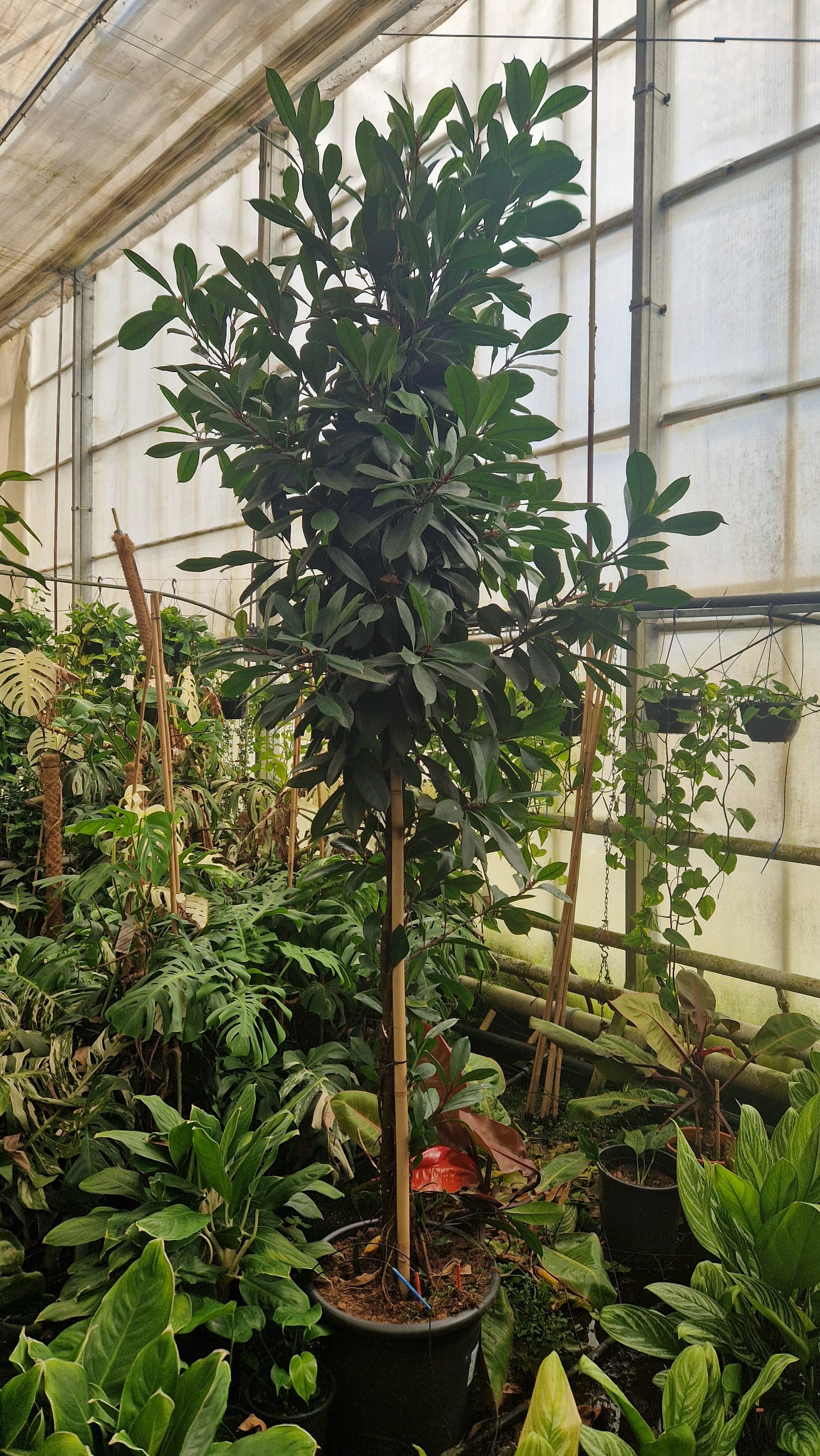 Горшечные цветы и растения оптом Ficus Cyathistipula Twisted Stem  Stam Xxl 310 от 1шт из Голландии с доставкой по России