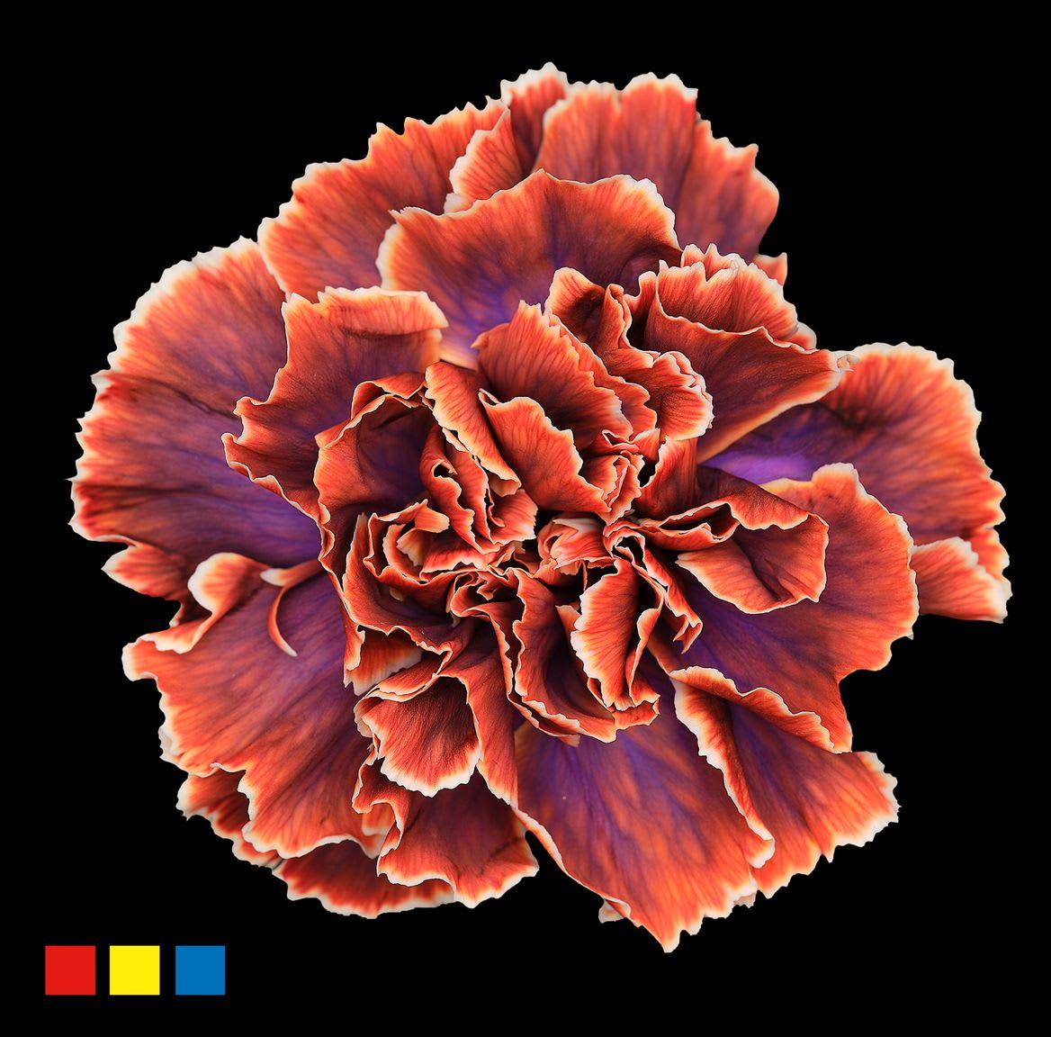 Срезанные цветы оптом Dianthus st paint joker от 80шт из Голландии с доставкой по России