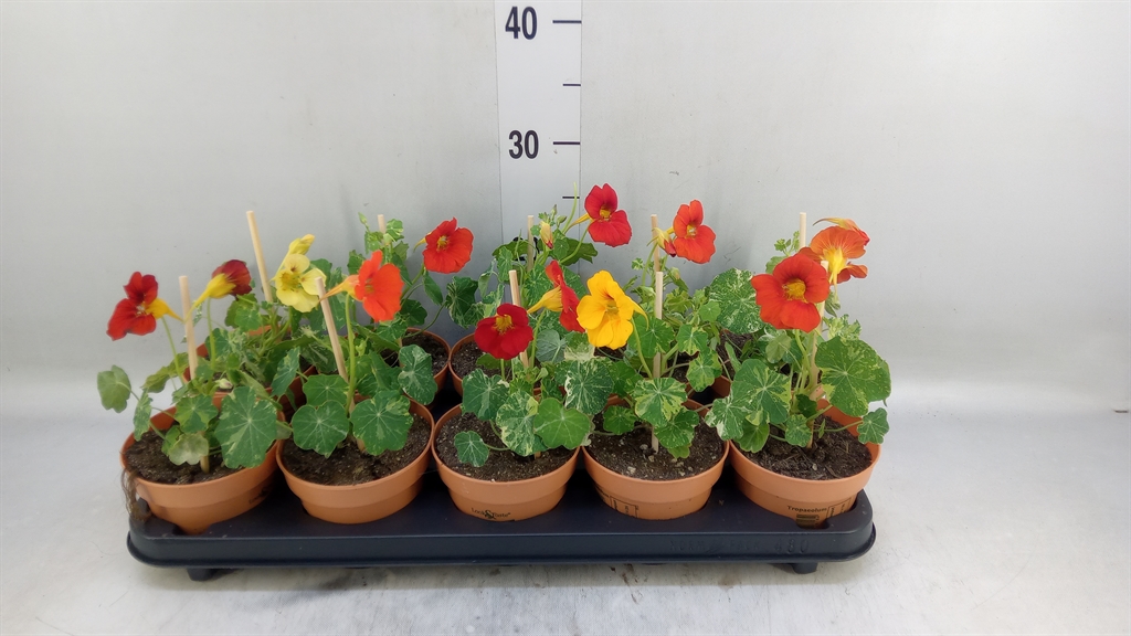 Горшечные цветы и растения оптом Tropaeolum Majus от 10шт из Голландии с доставкой по России