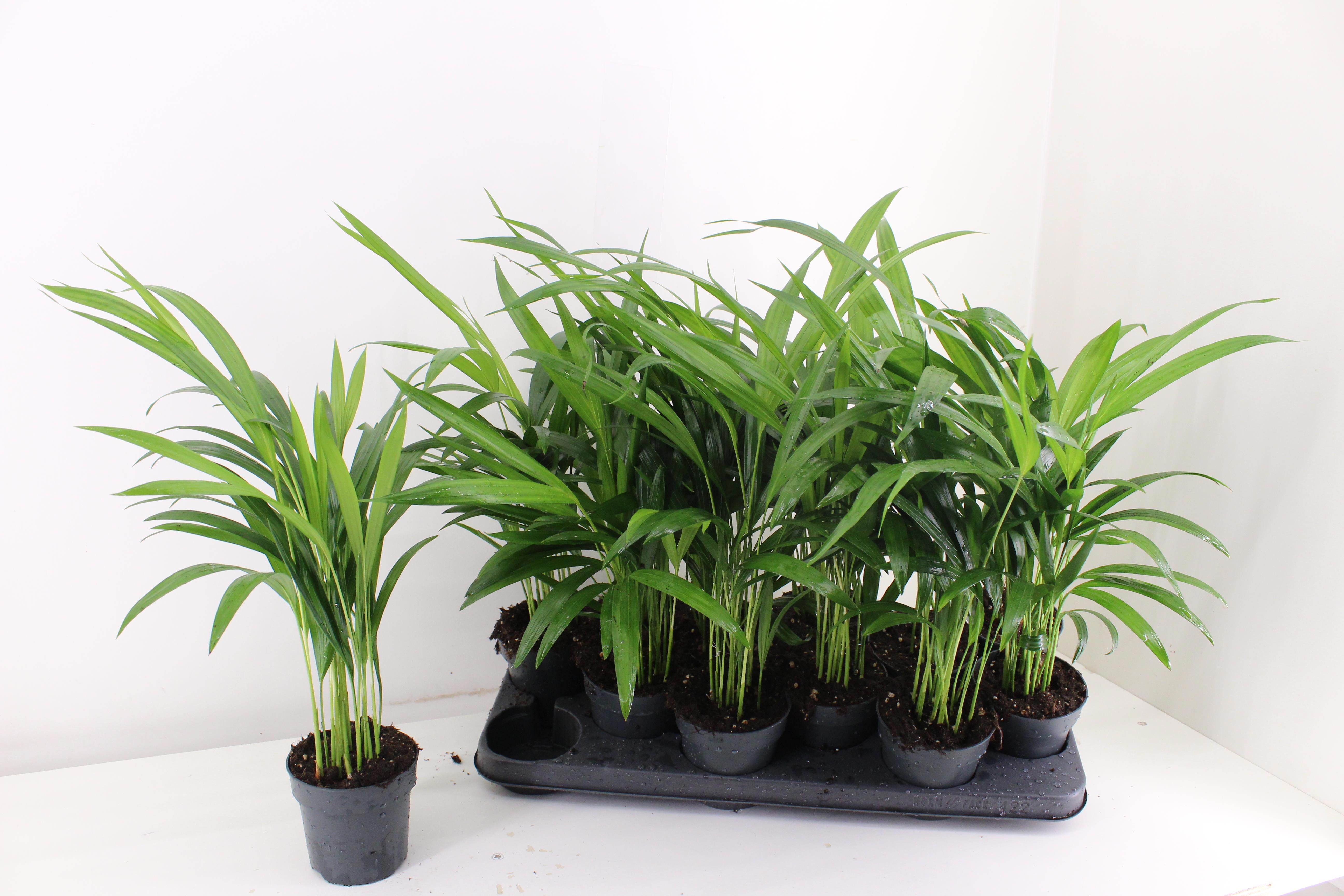 Горшечные цветы и растения оптом Dypsis Lutescens от 12шт из Голландии с доставкой по России