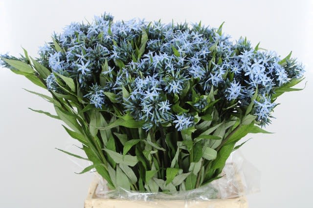 Срезанные цветы оптом Amsonia от 100шт из Голландии с доставкой по России