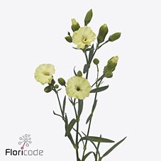 Срезанные цветы оптом Dianthus sp solandis blondfly от 60шт из Голландии с доставкой по России