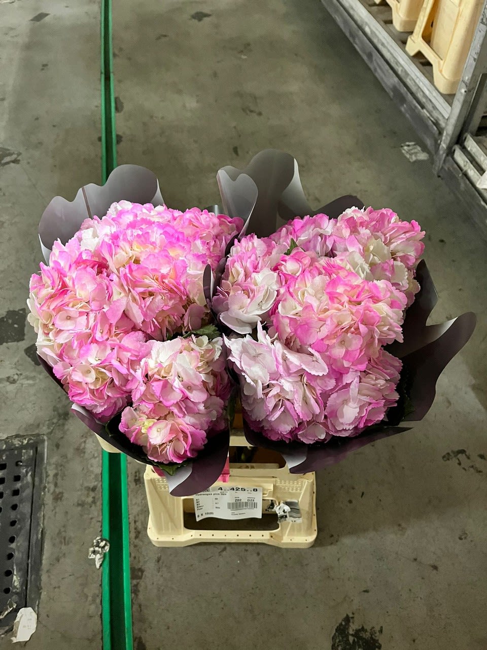 Срезанные цветы оптом Hydrangea pink tips от 30шт из Голландии с доставкой по России
