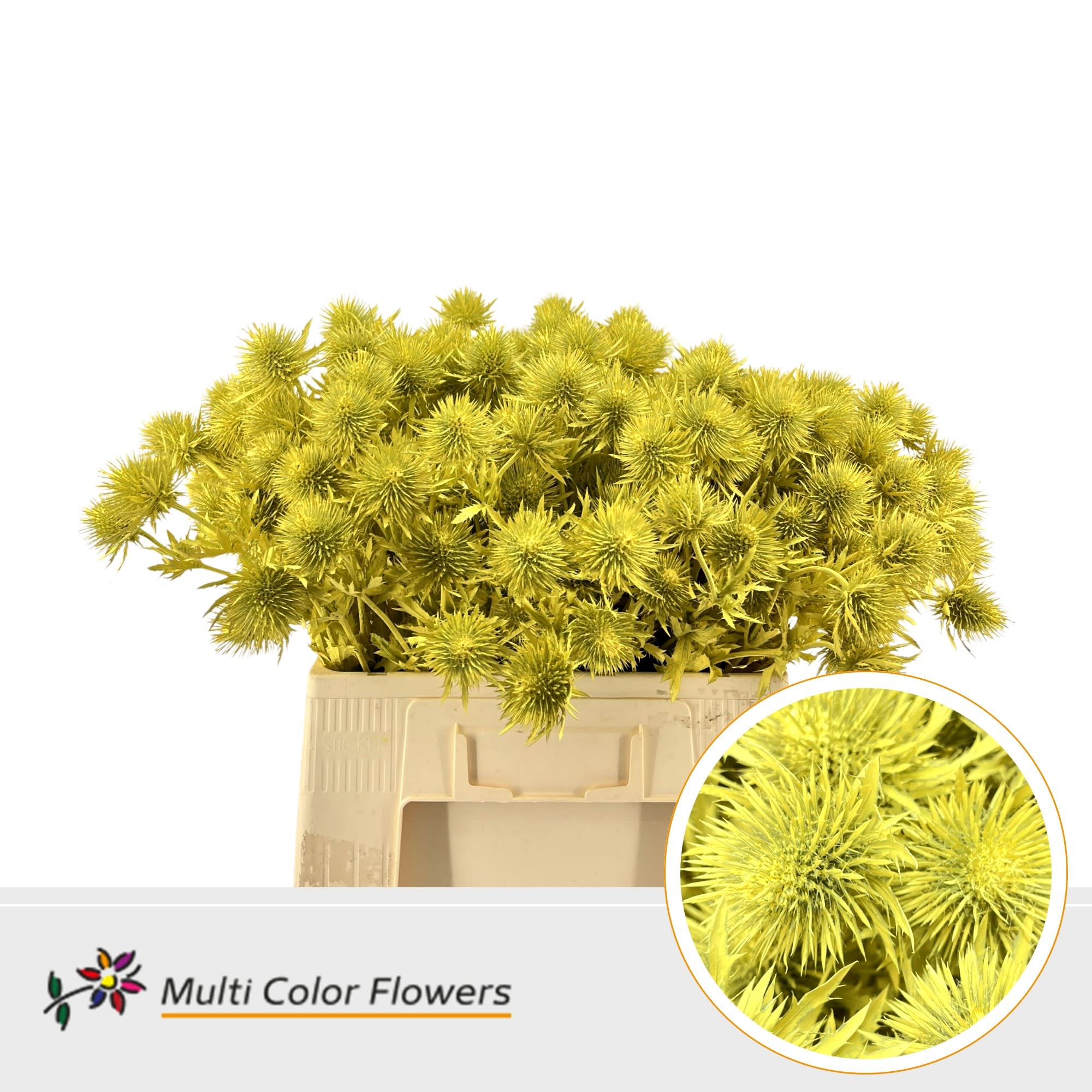 Срезанные цветы оптом Eryngium alpinum paint yellow от 50шт из Голландии с доставкой по России