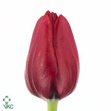 Срезанные цветы оптом Tulipa si ile de france от 200шт из Голландии с доставкой по России