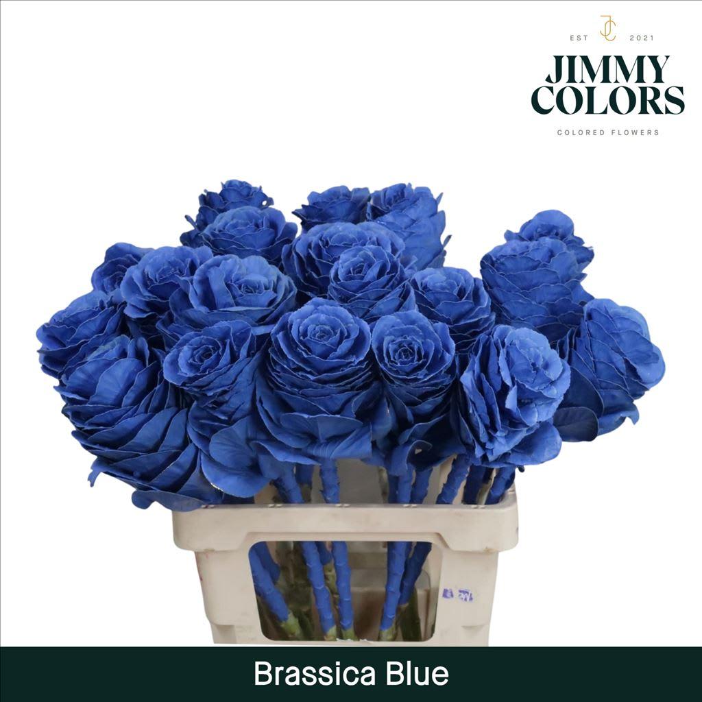 Срезанные цветы оптом Brassica L60 Blue от 20шт из Голландии с доставкой по России