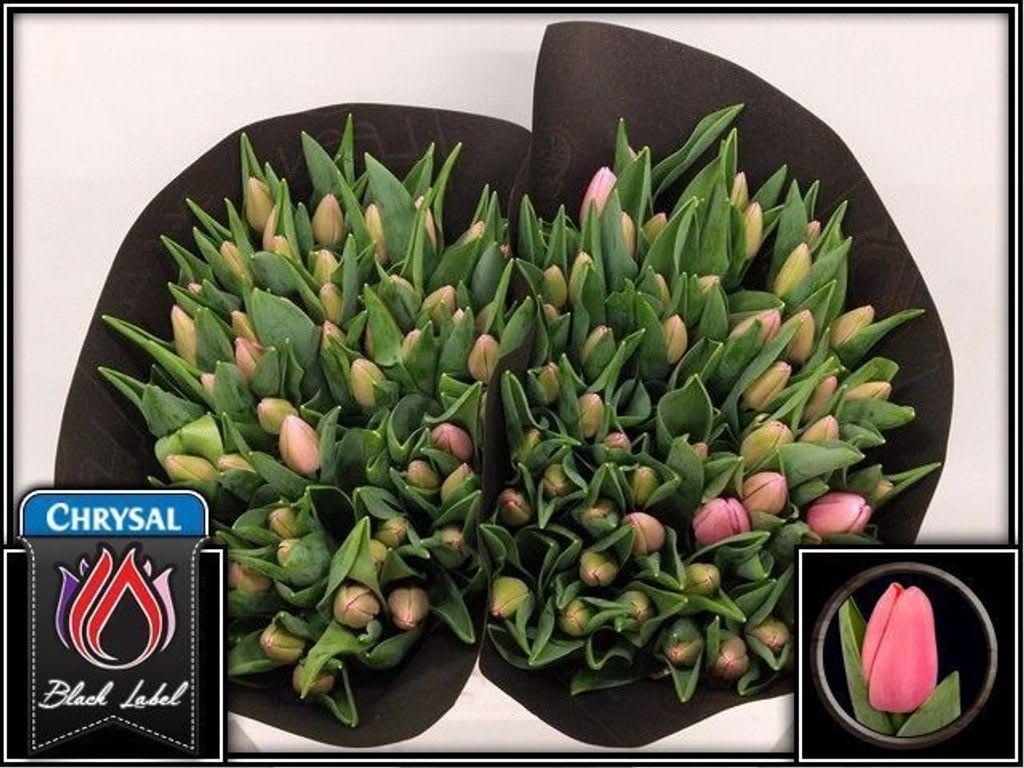 Срезанные цветы оптом Tulipa si tresor от 100шт из Голландии с доставкой по России