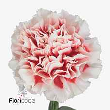 Срезанные цветы оптом Dianthus st kirk от 80шт из Голландии с доставкой по России