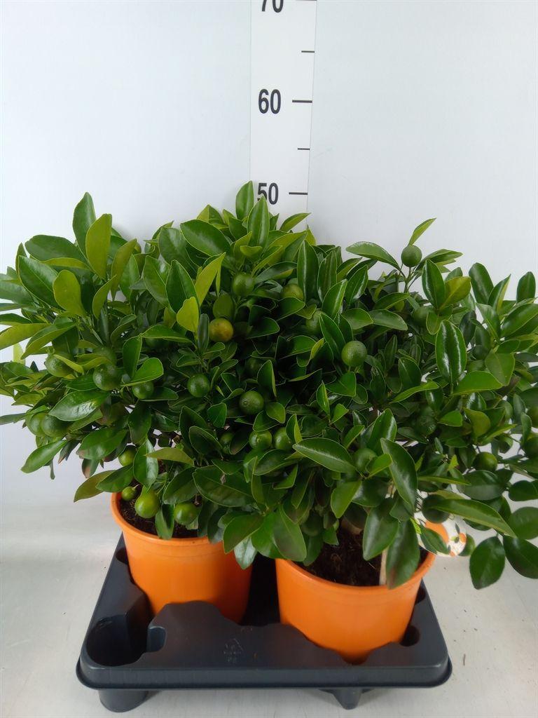 Горшечные цветы и растения оптом Citrofortunella Mic. от 2шт (для телеги) из Голландии с доставкой по России