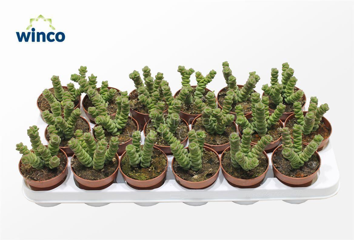 Горшечные цветы и растения оптом Crassula Marneriana (jade) от 18шт (для телеги) из Голландии с доставкой по России