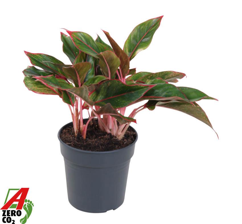 Горшечные цветы и растения оптом Aglaonema Silver Moon от 1шт из Голландии с доставкой по России