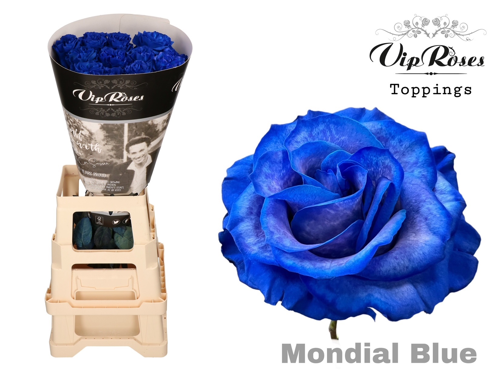 Срезанные цветы оптом Rosa large paint blue mondial от 25шт. из Голландии с доставкой по России