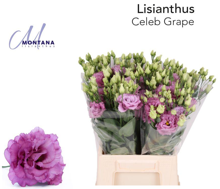 Срезанные цветы оптом Lisianthus do celeb grape от 50шт из Голландии с доставкой по России