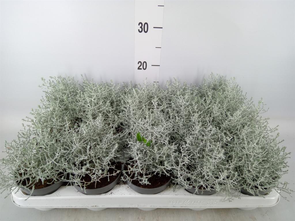 Горшечные цветы и растения оптом Leucophyta Brownii от 15шт из Голландии с доставкой по России