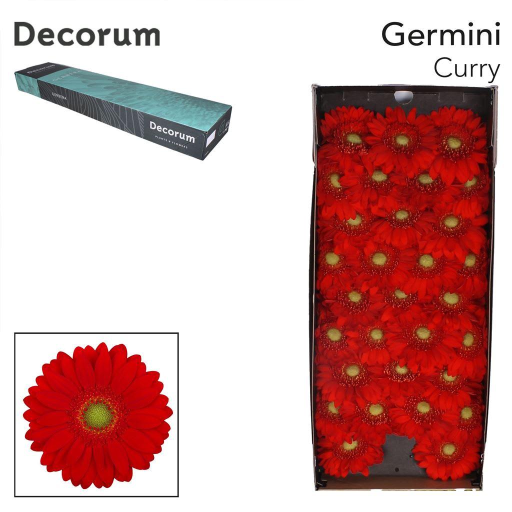 Срезанные цветы оптом Germini curry от 60шт из Голландии с доставкой по России