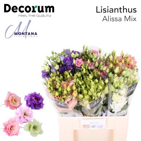 Срезанные цветы оптом Lisianthus do alissa mix in bucket от 50шт из Голландии с доставкой по России