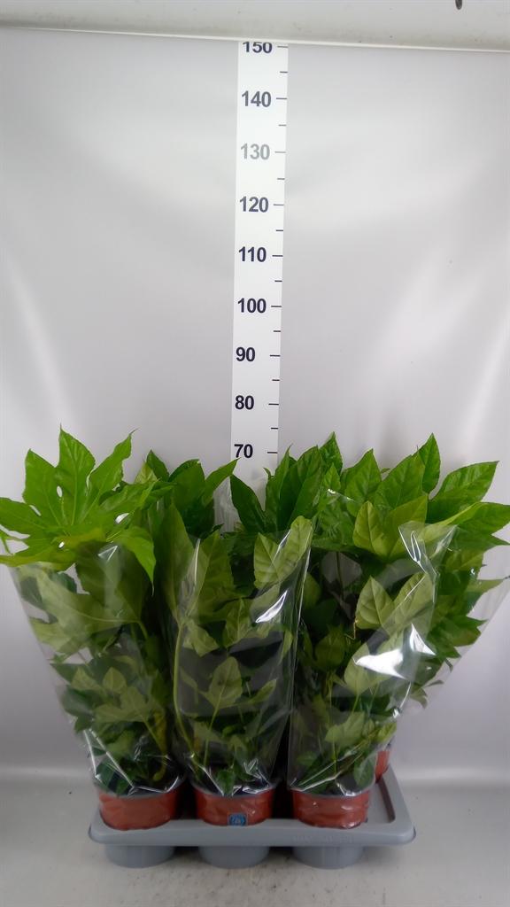 Горшечные цветы и растения оптом Fatsia Japonica ... от 6шт из Голландии с доставкой по России