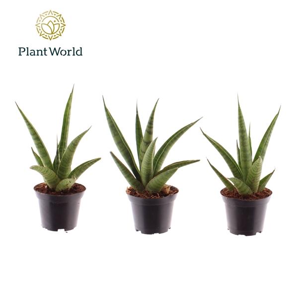 Горшечные цветы и растения оптом Sansevieria Pineapple (decorum) от 16шт (для телеги) из Голландии с доставкой по России