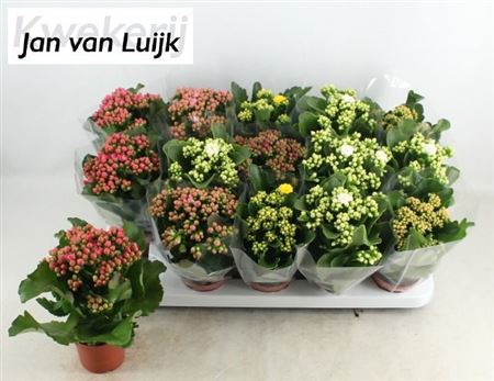 Горшечные цветы и растения оптом Kal Ge Mix Queen от 15шт (для телеги) из Голландии с доставкой по России Горшечные цветы и растения оптом Kal Ge Mix Queen от 15шт (для телеги) из Голландии с доставкой по России