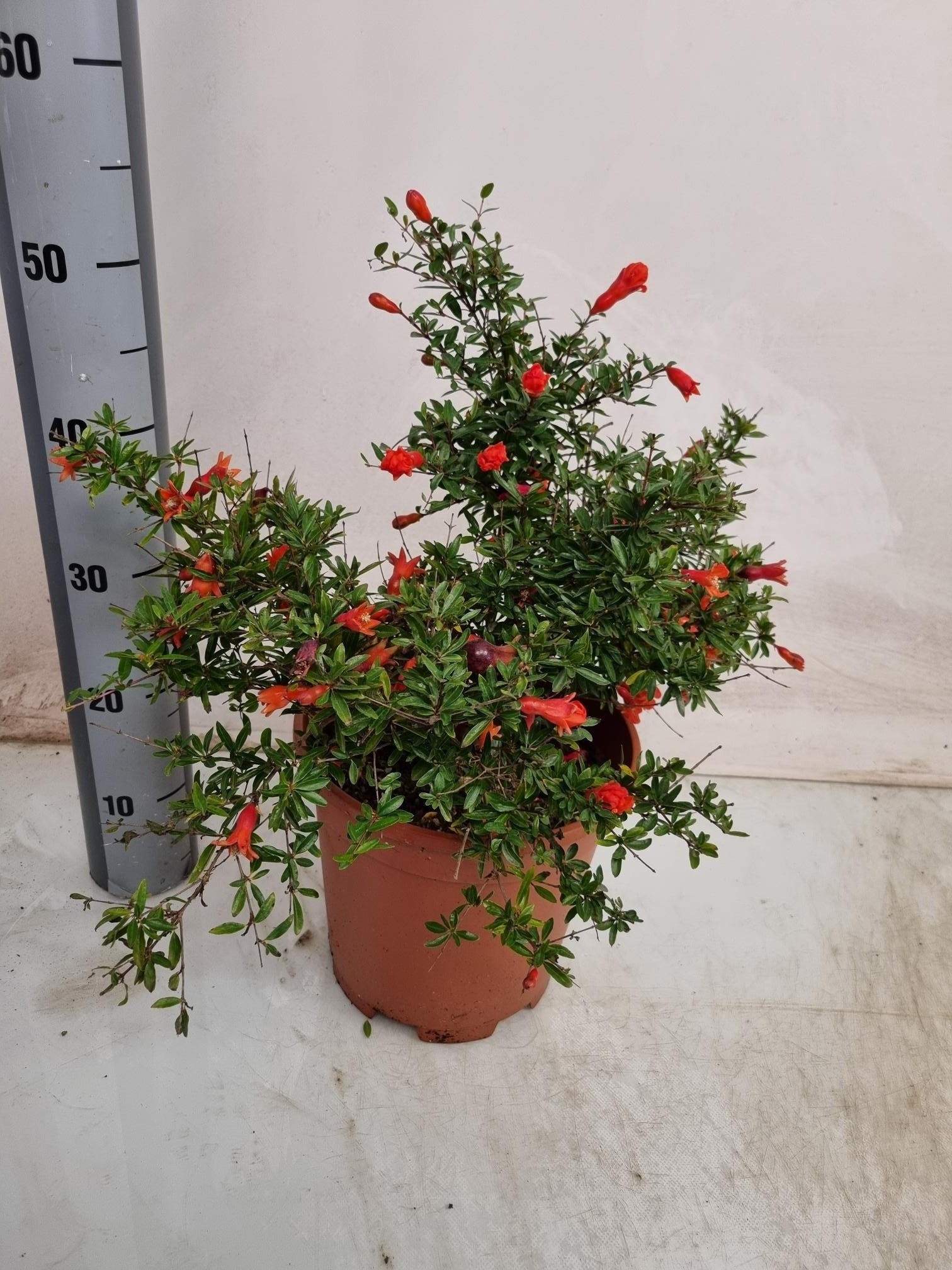 Горшечные цветы и растения оптом Punica Granatum Nana от 1шт из Голландии с доставкой по России