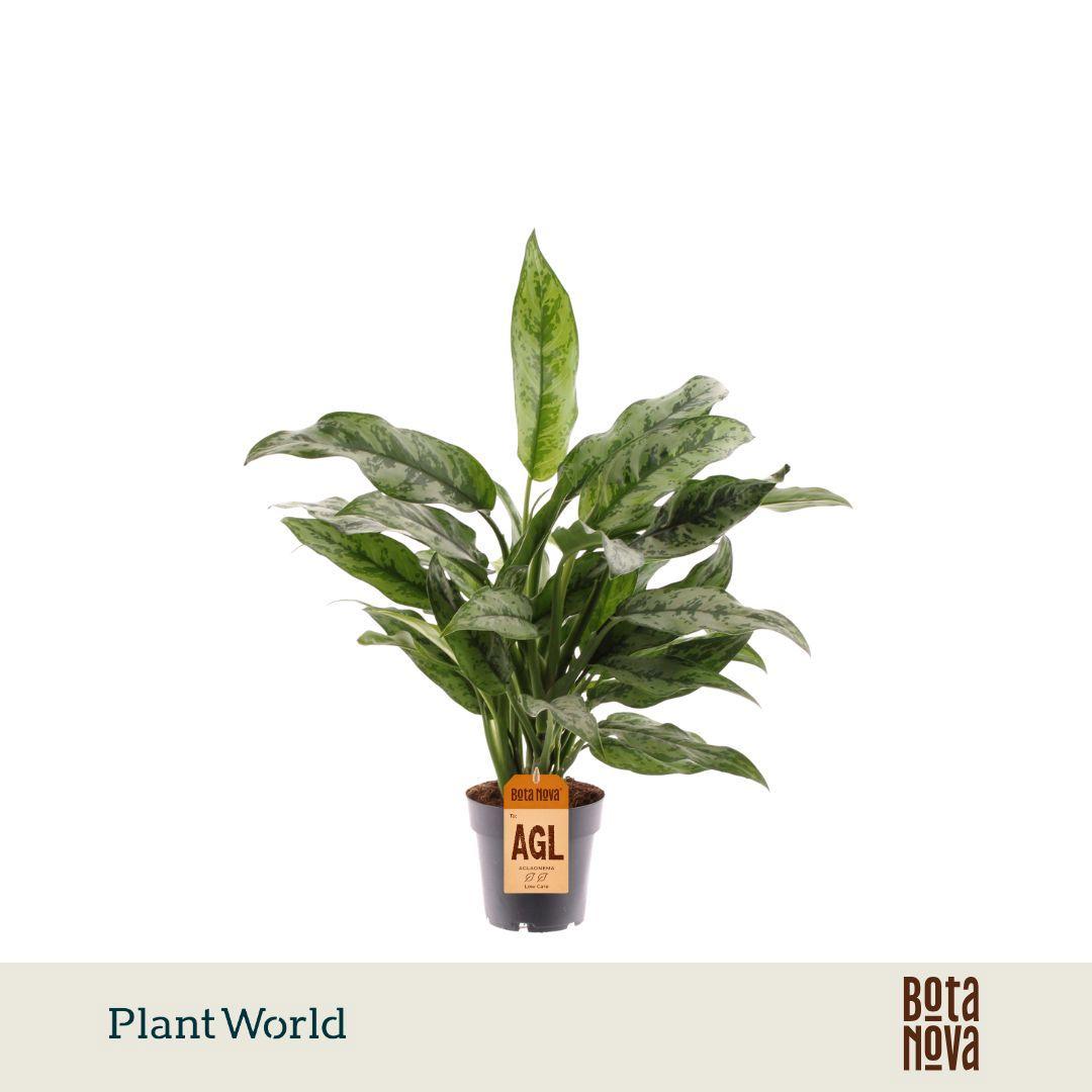 Горшечные цветы и растения оптом Aglaonema Romeo от 7шт из Голландии с доставкой по России