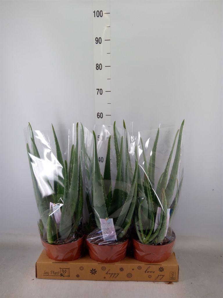 Горшечные цветы и растения оптом Aloe Vera от 3шт из Голландии с доставкой по России