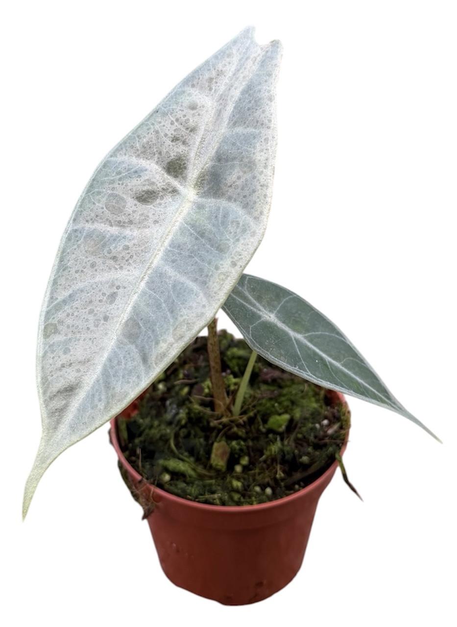 Горшечные цветы и растения оптом Alocasia Longiloba Silver от 1шт (для телеги) из Голландии с доставкой по России