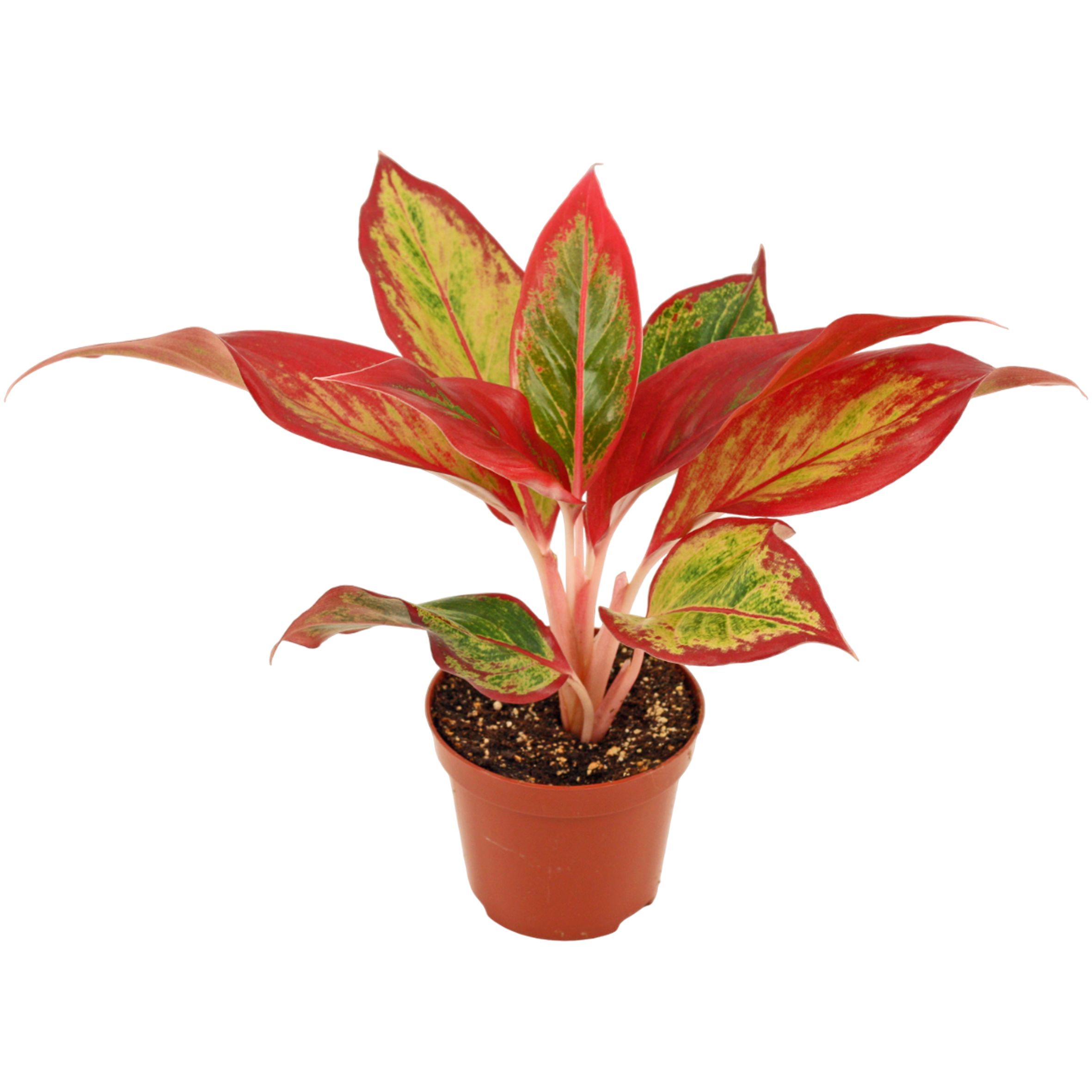 Горшечные цветы и растения оптом Aglaonema Red Fire от 18шт (для телеги) из Голландии с доставкой по России
