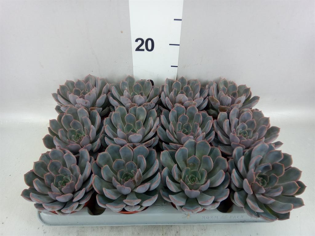 Горшечные цветы и растения оптом Echeveria orion от 12шт (для телеги) из Голландии с доставкой по России